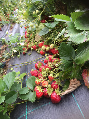 Fraise