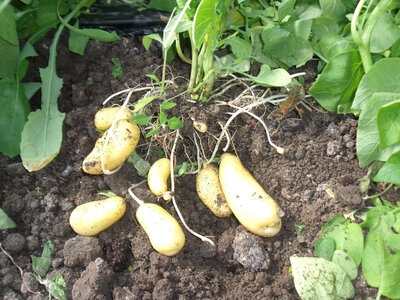 Pomme de terre nouvelle ' delikatess '