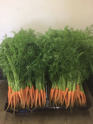 Carottes nouvelles botte