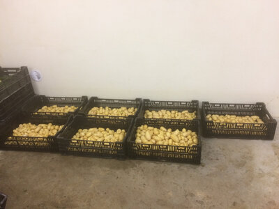 Pommes de terre de conservation