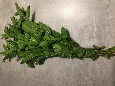 Menthe fraîche