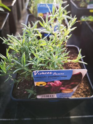 Lavande papillon violet en pot de 3l