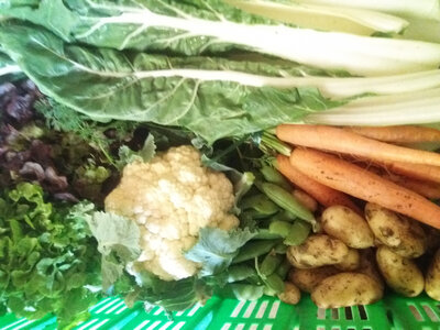 Panier de légumes format moyen