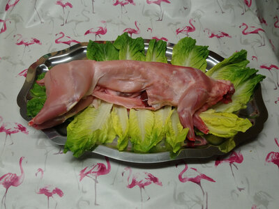 Lapin