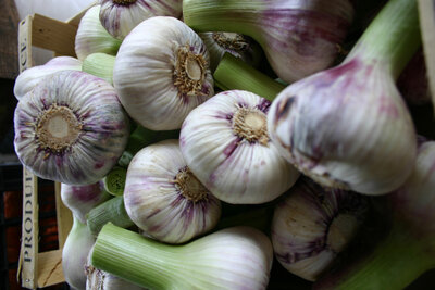 Ail blanc