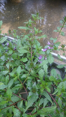 Scaevola bleu