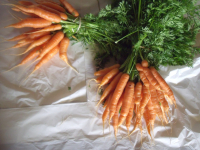 Carottes nouvelles bottes