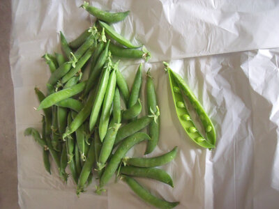 Petit pois