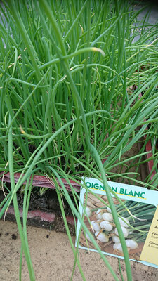 Plant d'oignons blanc par 6