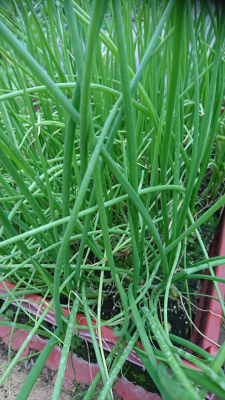 Plant d'oignons rouge par 6