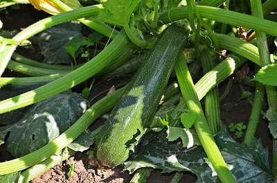 Courgette issue du potager bio de se