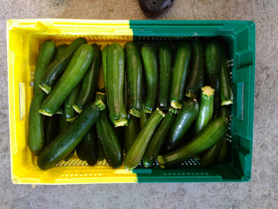 Courgette poids