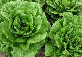 Salade romaine