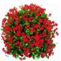 Géranium roi des balcons rouge-lot de 6