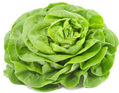 Laitue verte