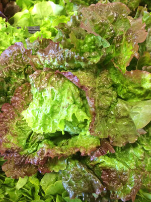 Salade variété rouge grenobloise