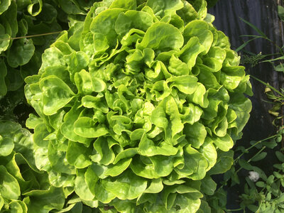 Salad feuille de chêne blonde