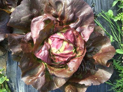 Salade variété laitue rouge