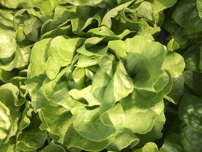 Salade laitue blonde
