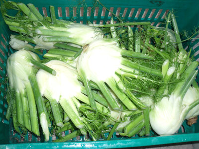 Fenouil