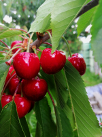 Cerises fraiches