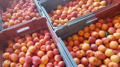 Abricots