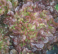 Feuille de chêne brune