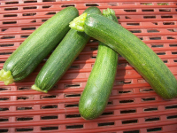 Courgette verte
