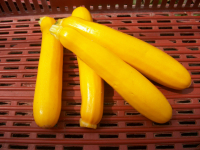 Courgette jaune