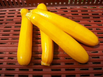 Courgette jaune