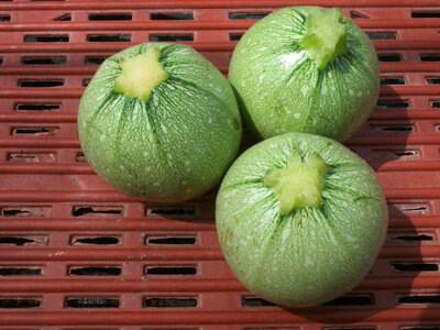 Courgette ronde