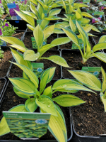 Hosta en pot de 3l