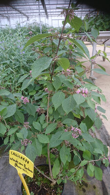 Callicarpa arbuste aux bonbons