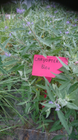 Caryopteris bleu