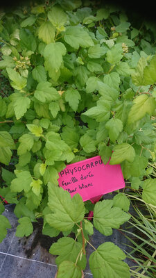 Physocarpus fleurs blanche pot 3l