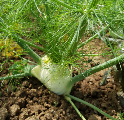 Fenouil
