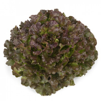 Laitue batavia rouge-2 achetées+1 offerte