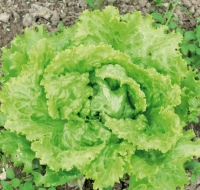 Laitue batavia-2 achetées+1 offerte