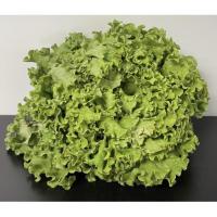 Salade batavia blonde