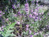 🐝duo bruyére - été (9)