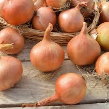 Oignon issu du potager bio