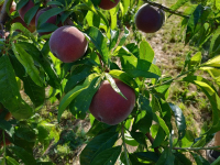 Pêches à chair blanche