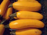 Courgette jaune