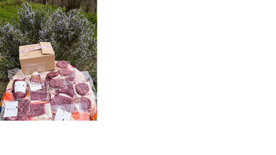 Bœuf découverte
