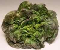 Laitue 'rougette'
