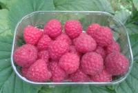 Framboises fraîches
