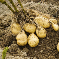 Pomme de terre nouvelle nord moutier