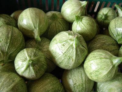 Courgette ronde jaune ou verte