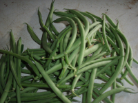 Haricots verts