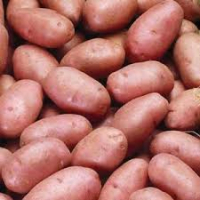 Pommes de terre nouvelle rosabelle